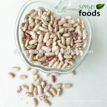 Light Speckled Kidney Beans Pulses Long Shape